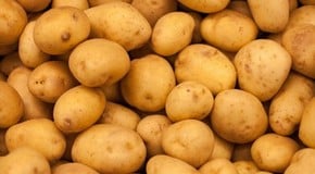 Potatoes