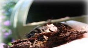 Potting Compost or Potting Mix!