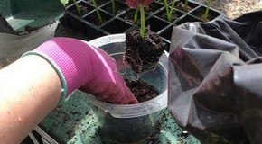 Potting on Cucumbers in the Harrod HQ Greenhouse