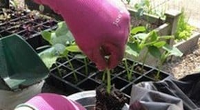 Potting on Cucumbers in the Harrod HQ Greenhouse