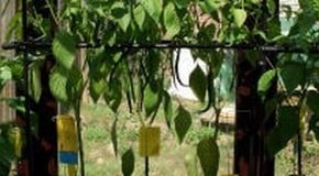 Problem on Chilli Plants