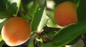 Problem with Apricot Tree