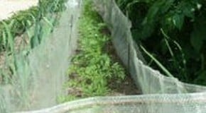 Problems growing carrots