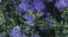 Problems with Ceanothus
