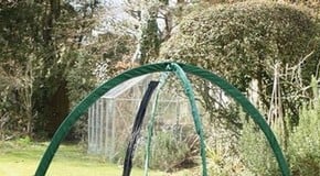 Protecting brassicas from pigeons