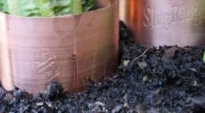 Protecting hostas from slugs & Wind Breaks