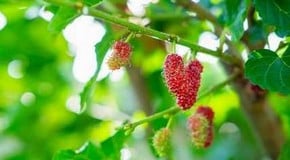 Protection for Mulberry Tree