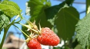 Pruning Raspberries and Loganberries