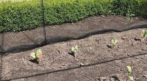 Putting the new brassica cage to good use.