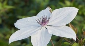 Q&A with Award Winning Clematis Specialist Raymond Evison