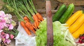 Rain and strong winds at the Kitchen Garden