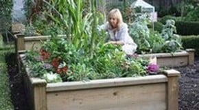 raised beds for growing veg