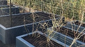 Raspberries and blueberries all planted