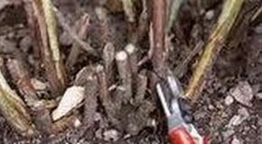 Raspberry Cane Pruning