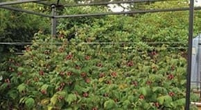 Raspberry Protection and Support