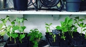 Record temperatures for February