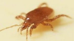 Red mites in my chicken coop