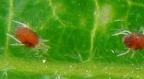 Red Spider Mite Sachets