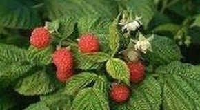 Red Spots on Raspberry Leaves