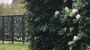 Rhododendrons in flower