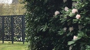 Rhododendrons in flower