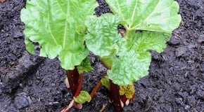 Rhubarb
