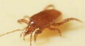 Roaming Red Spider Mite