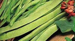 Runner Beans