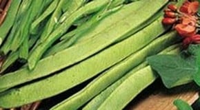 Runner Beans