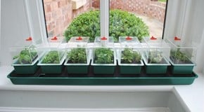 Seed Propagation, Sowing & Planting Out