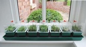 Seed Propagation, Sowing & Planting Out