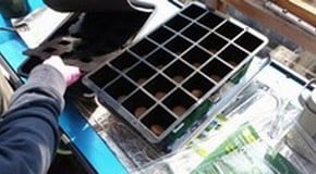 Seed Sowing at Harrod Horticultural HQ