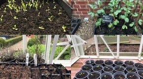 Seedlings are beginning to shoot