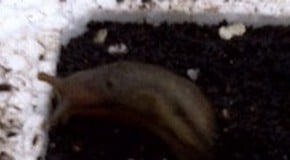 Slug Repellent