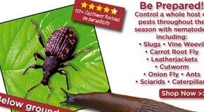 Soil preparation and nematode pest control