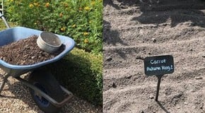 Sowing Autumn Carrots