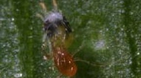 Spider mite making me see red