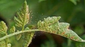 Spider Mite Problems
