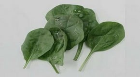 Spinach