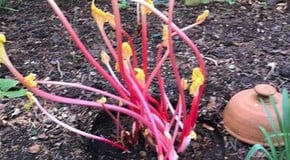 Spring has arrived to the Kitchen Garden