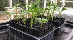 Start the year in the garden: a January plan for a brilliant 2026