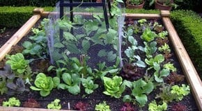 Stephanie's Kitchen Garden Diary - August 2012