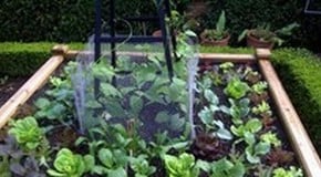 Stephanie's Kitchen Garden Diary - August 2012