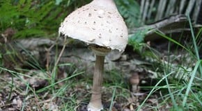 Stephanie's Kitchen Garden Diary - August/September 2011