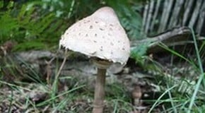 Stephanie's Kitchen Garden Diary - August/September 2011