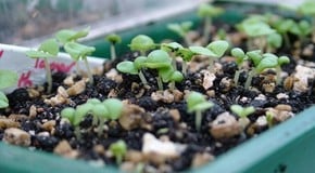 Stephanie's Kitchen Garden Diary - December 2011