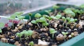 Stephanie's Kitchen Garden Diary - December 2011