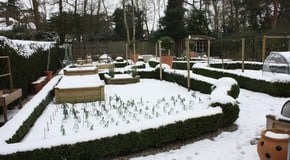 Stephanie's Kitchen Garden Diary - February 2012