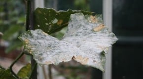 Stephanie's Kitchen Garden Diary - July 2011