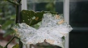 Stephanie's Kitchen Garden Diary - July 2011